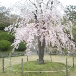 尾道の千光寺（花見）＋尾道焼き（お好み焼き）！