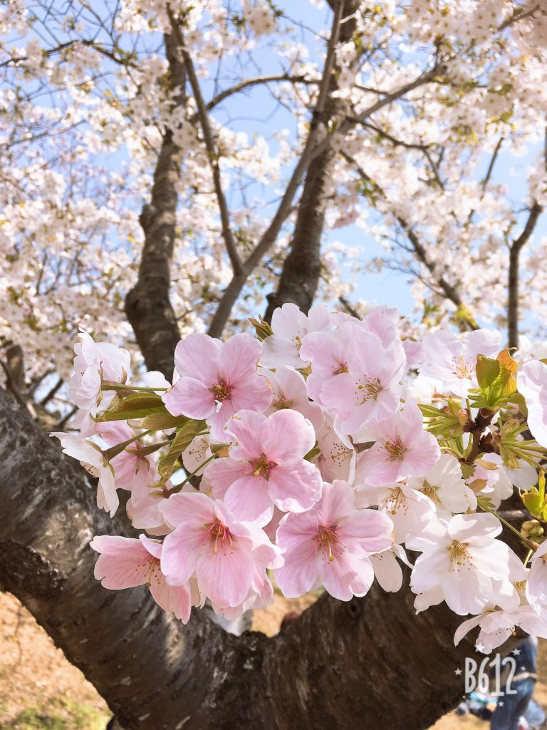 福山市の府中公園に行ってきました