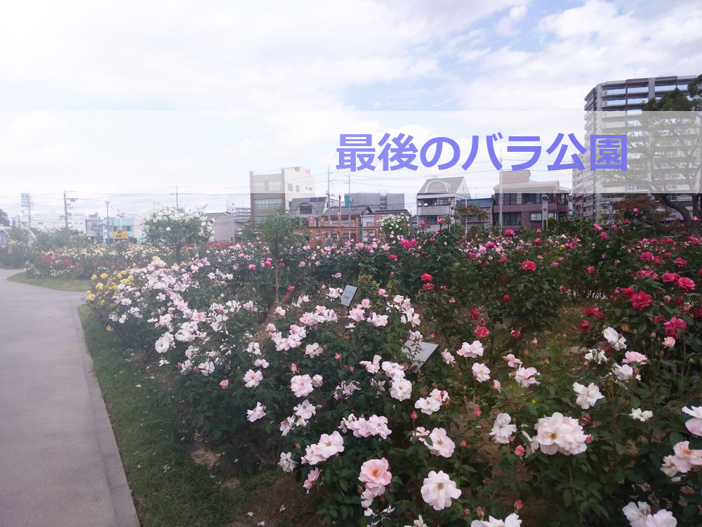 バラ公園へ行ってきました（リハビリでも活用してた思い出深い公園です！）