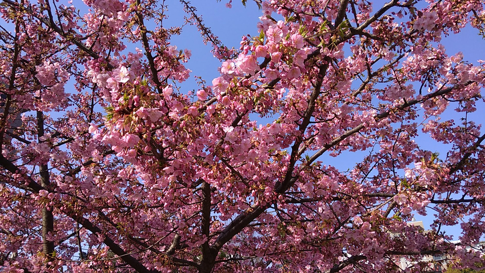 公園に咲いた「梅の花」に癒される(今日は良い事あるかもね)