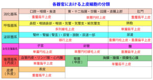 特徴 役割 上皮組織 扁平上皮 立方上皮 円柱上皮 線毛上皮 移行上皮