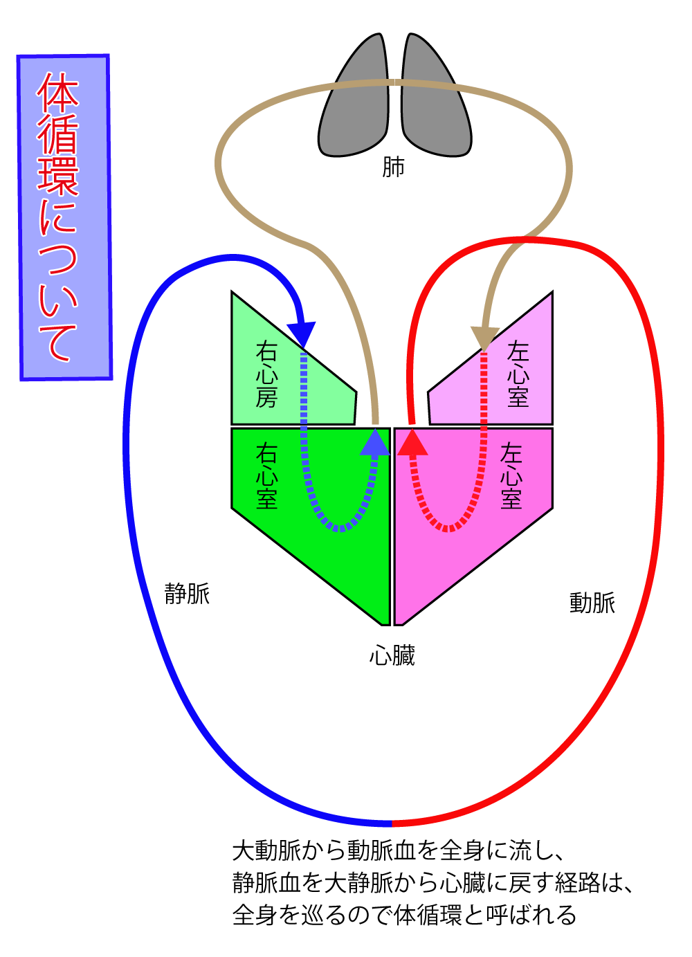 肺循環と体循環