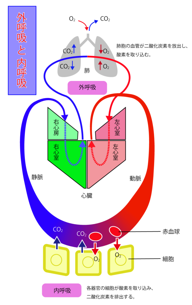 外呼吸と内呼吸とは？【解糖系も解説】