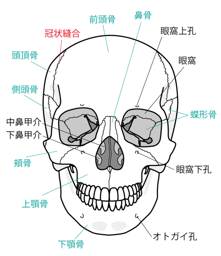 頭蓋骨の「各種名称」や「特徴」