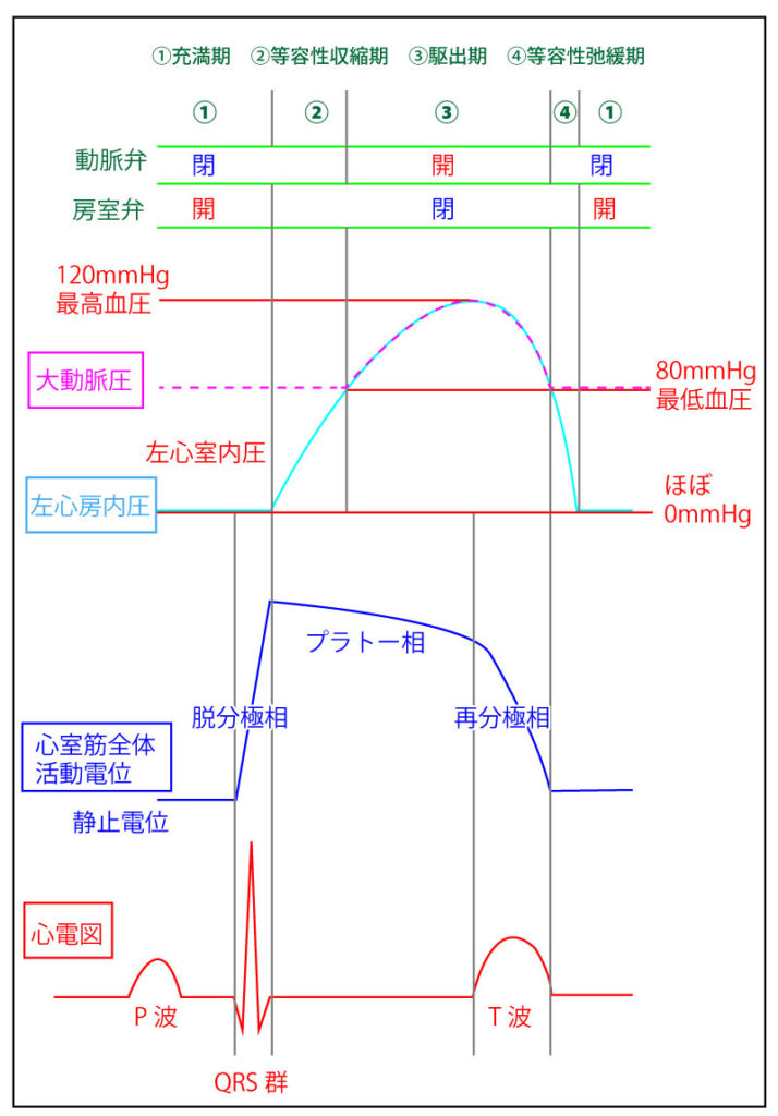 心周期における弁開閉 や心電図 P波など を解説