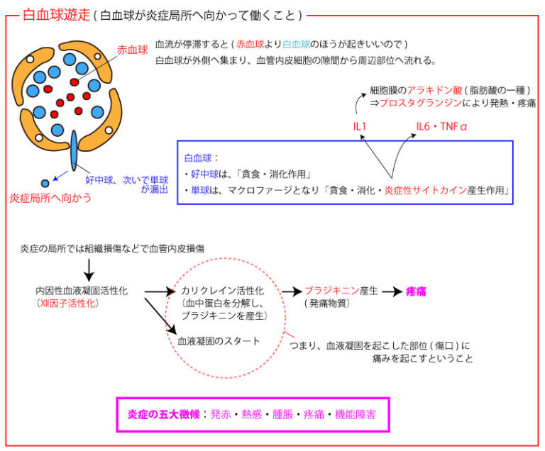 炎症 | 病理学