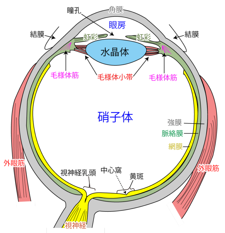 視覚器の解剖(イラスト解説!!)
