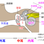 聴覚器の解剖（イラスト解説！！）