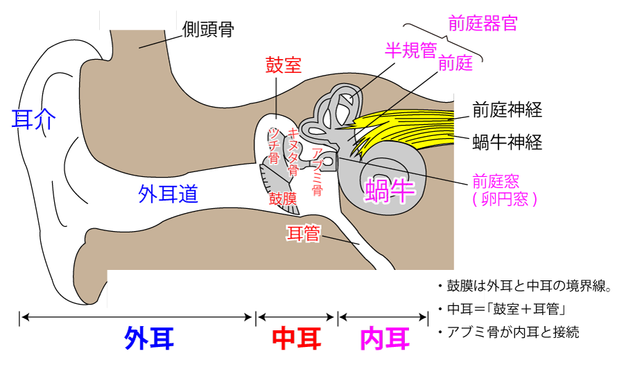 聴覚器の解剖 イラスト解説