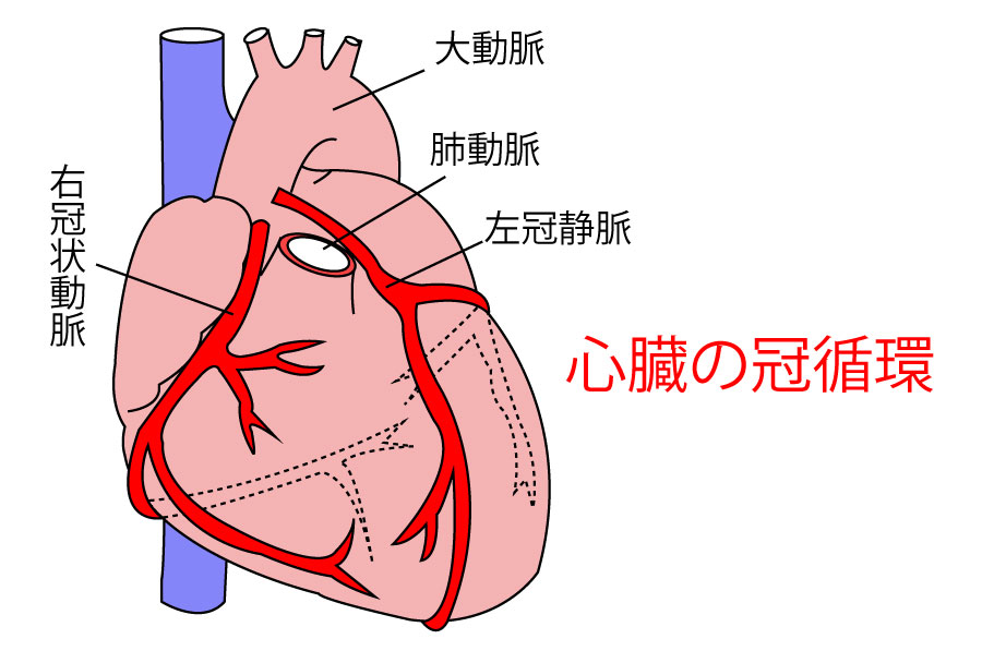 「動脈弁・房室弁の位置」と「冠状動脈の位置」