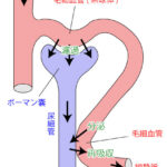 腎臓の濾過・分泌・再吸収