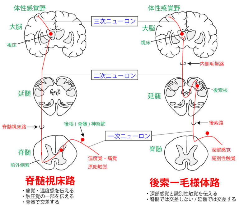 振動覚伝導路 | 表在感覚の伝導路 – OICEX
