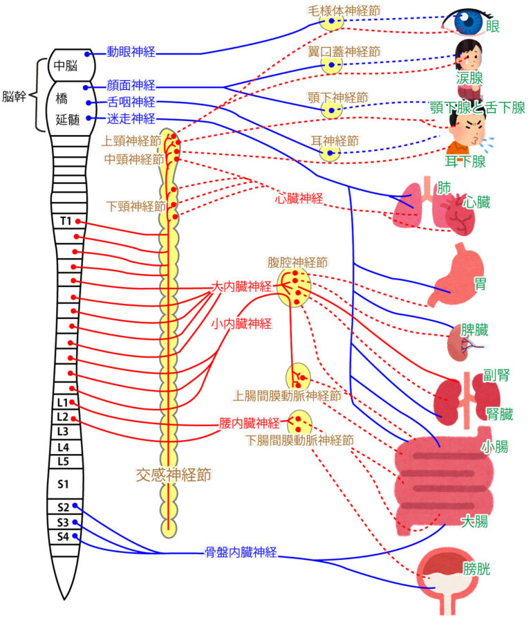 【イラストで覚えよう】自律神経（交感神経・副交感神経）のポイントまとめ