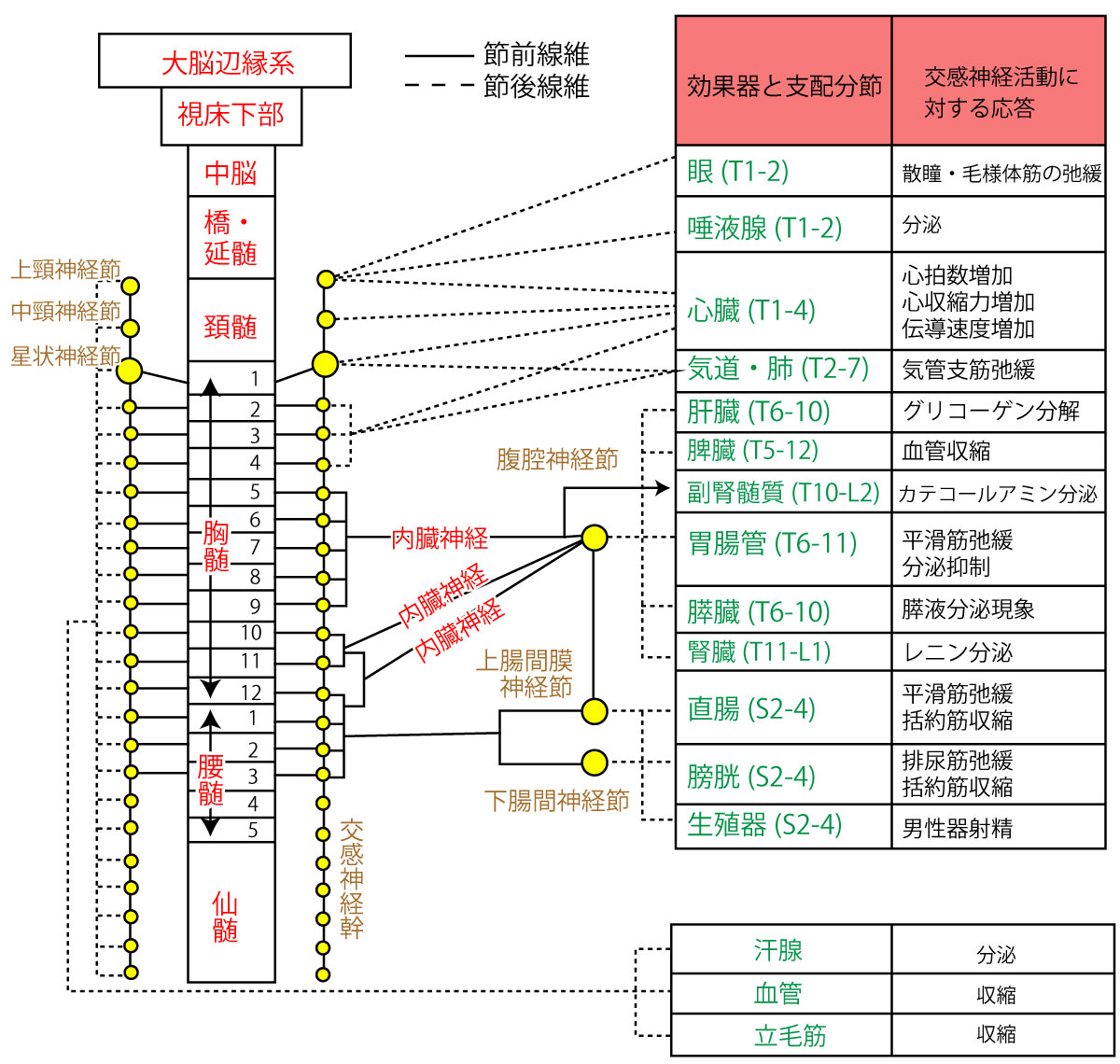 【イラストで覚えよう】自律神経(交感神経・副交感神経)のポイントまとめ