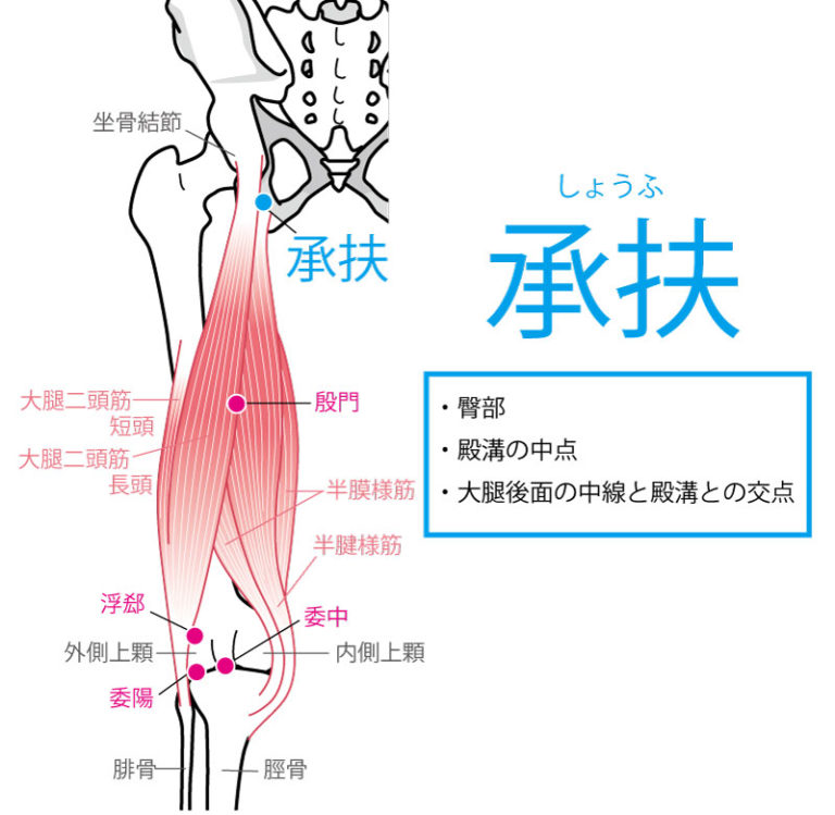 承扶（しょうふ：BL36）