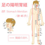 足の陽明胃経（ようめいいけい：Stomach Meridian）