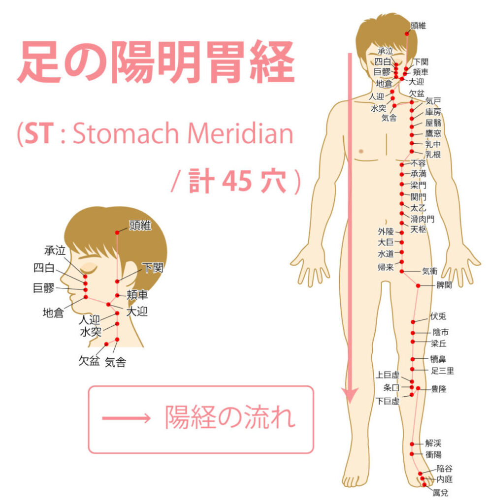 足の陽明胃経（ようめいいけい：Stomach Meridian）