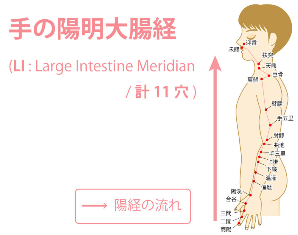 手の陽明大腸経（ようめいだいちょうけい：Large Intestine Meridian）