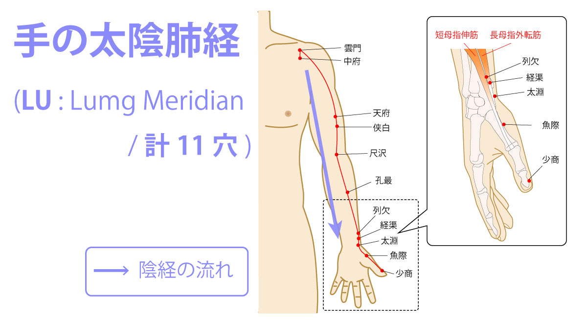 手の太陰肺経(たいいんはいけい:Lung Meridian)
