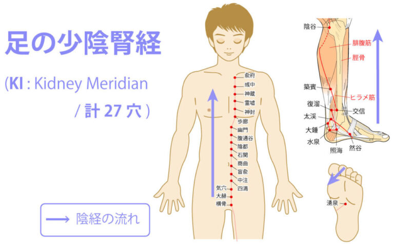 足の少陰腎経（しょういんじんけい：Kidney Meridian）
