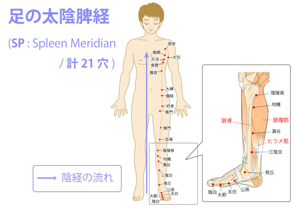 足の太陰脾経（たいいんひけい：Spleen Meridian）