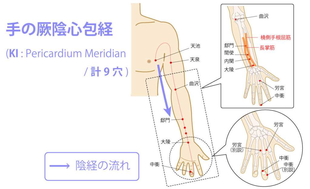 手の厥陰心包経(けついんしんぽうけい:Pericardium Meridian)