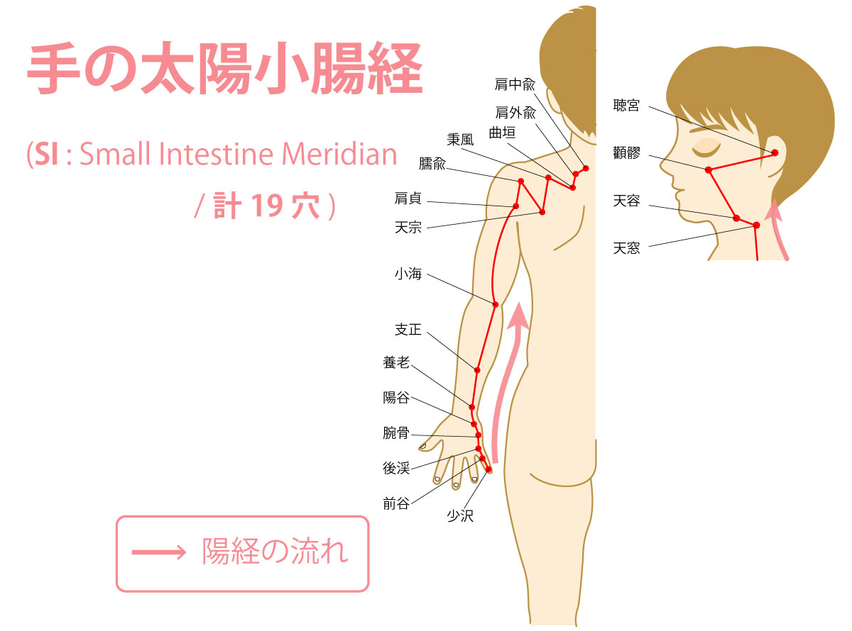 手の太陽小腸経(たいようしょうちょうけい:Small Intestine Meridian)