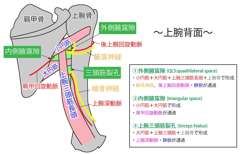 イラスト解説】外側腋窩隙(QLS：クアドリラテラルスペース)・内側腋窩隙・上腕三頭筋裂孔 の位置・構成組織