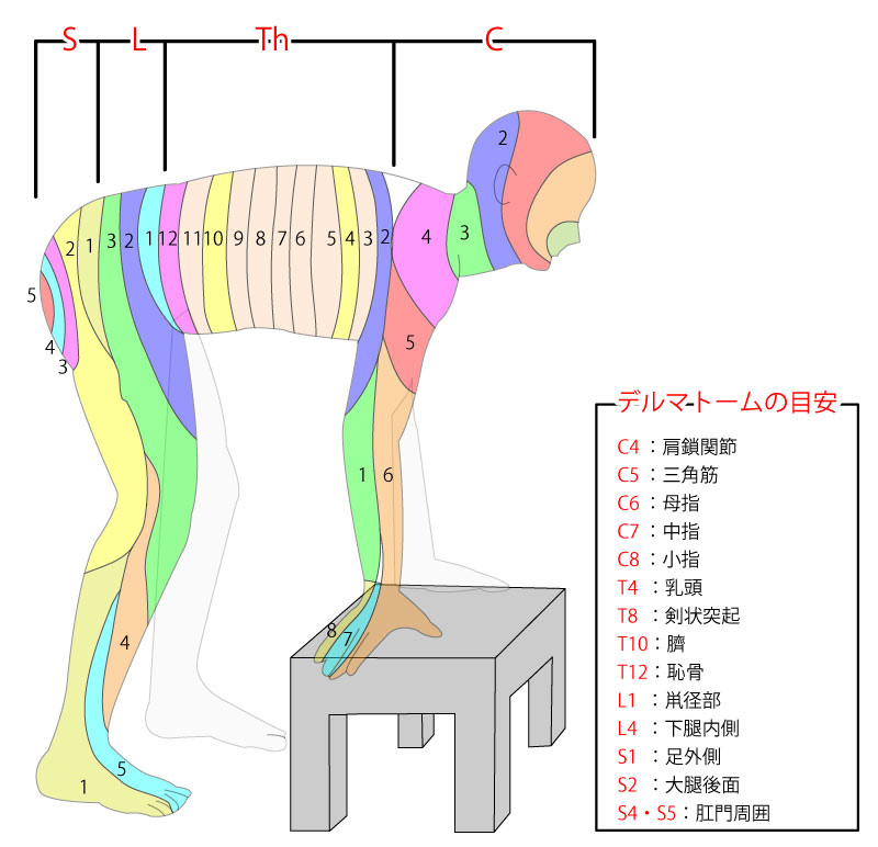 デルマトーム一覧をイラスト紹介（皮膚分節を整理しよう）＋上下肢の筋・腱反射領域