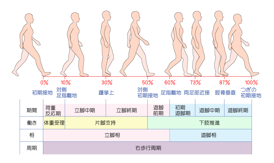 歩幅とは何ですか?